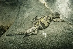 San Esteban Island Chuckwalla - on rock Also known as: Piebald Chuckwalla, Painted Chuckwalla and Giant Chuckwalla