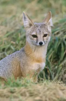 San Joaquin Kit Fox