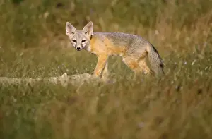 San Joaquin Kit Fox