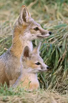 San Joaquin Kit Fox