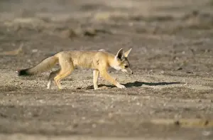 San Joaquin Kit Fox