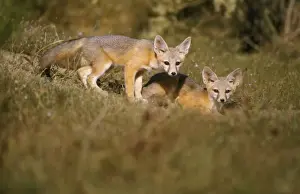 San Joaquin Kit Fox
