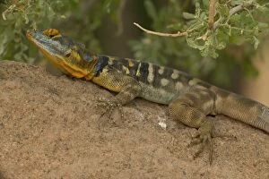 San Lucan Rock Lizard