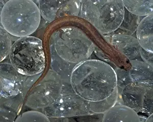 San Marcos Salamander- endangered species, only found in headwaters of San Marcos River, Texas. Here hiding among glass spheres