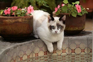 Images Dated 9th July 2010: San Miguel de Allende, Mexico. Kitten rests
