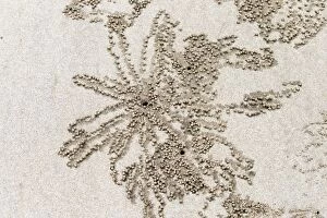 Burrows Gallery: Sand Bubbler Crab burrow