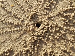 Images Dated 2nd February 2010: Sand Bubbler Crab - when excavating their burrows