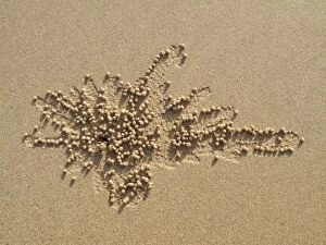 Burrows Gallery: Sand Bubbler Crab - when excavating their burrows