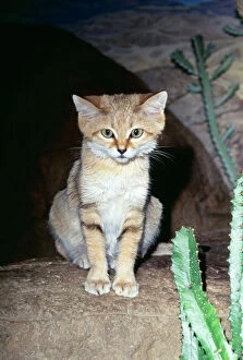 Deserts Collection: Sand Cat KEL 1127 Deserts, North Africa to Asia Felis margarita © Ken Lucas / ARDEA LONDON