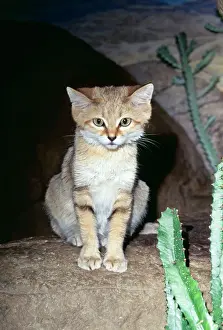 Deserts Prints: Sand Cat KEL 1127 Deserts, North Africa to Asia Felis margarita © Ken Lucas / ARDEA LONDON