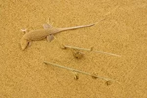 Images Dated 10th September 2006: Sand diver lizard / Shovel-snouted lizard - on the coastal dunes of Namibia