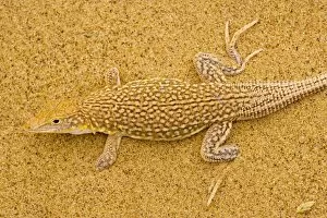 Images Dated 10th September 2006: Sand diver lizard / Shovel-snouted lizard - on the coastal dunes of Namibia