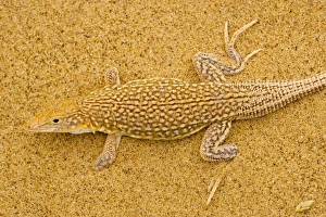 Images Dated 10th September 2006: Sand diver lizard / Shovel-snouted lizard