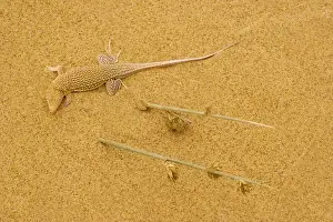Endemism Prints: Sand diver lizard / Shovel-snouted lizard - on the coastal dunes of Namibia