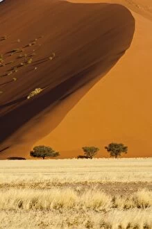 Images Dated 19th July 2009: Sand dune and trees - Sossusvlei - Namibia