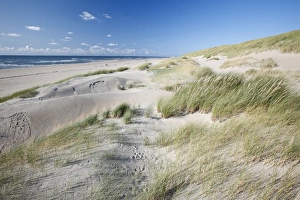 Images Dated 23rd August 2009: Sand Dunes and Marram Grass - on empty beach - Island of Texel - Holland