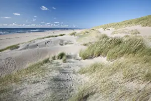Sand Dunes and Marram Grass - on empty beach - Island of Texel - Holland