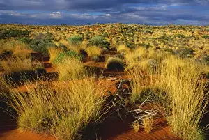 Spinifex Prints: Sand dunes with spinifex and Desert oak on Canning Stock Route