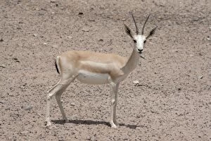 Images Dated 27th August 2012: Sand Gazelle