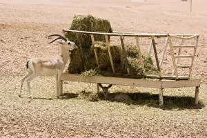 Alfalfa Gallery: Sand Gazelle - at alfalfa feeding station - baby