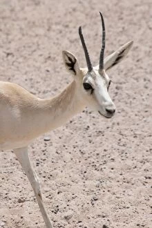 Images Dated 27th August 2012: Sand Gazelle - with deformed antler