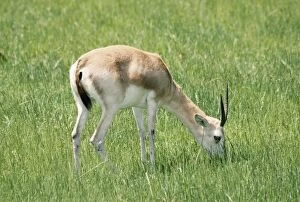 Images Dated 18th June 2004: Sand Gazelle Endangered Deserts of the Arabian Peninsula