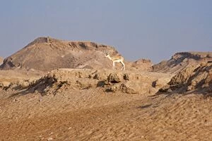 Images Dated 31st August 2012: Sand Gazelle - on rocky outcrop