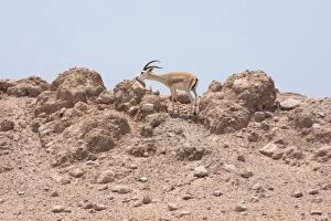 Images Dated 27th August 2012: Sand Gazelle - smelling rock