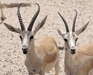 Images Dated 27th August 2012: Sand Gazelles