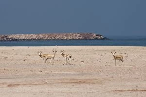 Images Dated 31st August 2012: Sand Gazelles - on beach