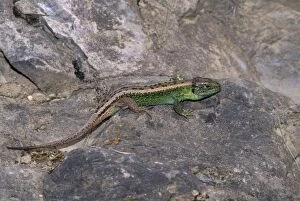 Images Dated 20th February 2007: Sand Lizard - breeding colours, endangered in UK