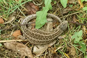 Sand Lizard - endangered in UK