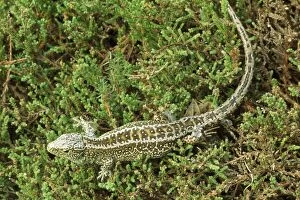 Images Dated 20th February 2007: Sand Lizard - endangered in UK. UK