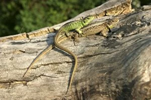 Sand Lizard - two mating