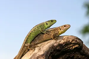 Sand Lizard - pair mating (male on top). France