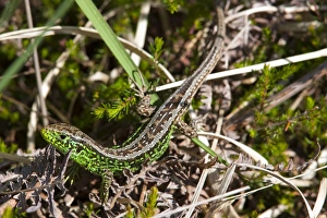 Arne Gallery: Sand Lizard - Single adult male basking on heathland