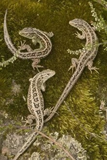 Images Dated 17th July 2004: Sand Lizards - UK - Protected species - Being reintroduced in certain parts of Britain including