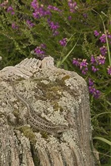 Images Dated 17th July 2004: Sand Lizards - UK - Protected species - Being reintroduced in certain parts of Britain including