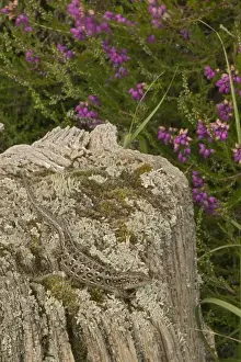 Sand Lizards - UK - Protected species - Being reintroduced in certain parts of Britain including the New Forest - Declined drastically in recent decades in UK - Present habitats fragmented by development -Preyed upon by domestic cats