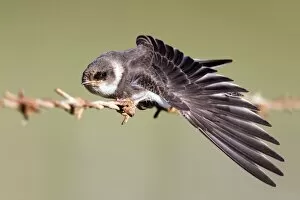 Images Dated 22nd July 2010: Sand Martin - on barbed wire fence - stretching wing