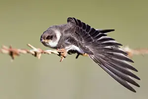 Martins Prints: Sand Martin - on barbed wire fence - stretching wing - Cornwall - UK