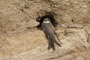 Holes Gallery: Sand Martin - bird at nesting entrance - Sweden