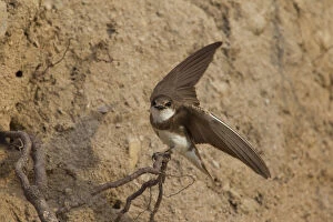 Passerine Bird Gallery: Sand Martin - bird sitting on twig - Sweden