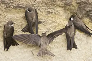 Hungary Prints: Sand Martin - group starting to excavate nest hole in sand bank Riparia riparia Hungary BI19834