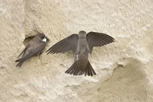 Nest Building Gallery: Sand Martin - making first attempt at digging nest hole