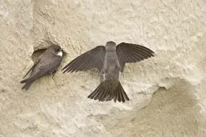 Hungary Prints: Sand Martin - making first attempt at digging nest hole Riparia riparia Hungary BI19853