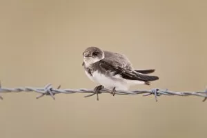 Images Dated 12th July 2008: Sand Martin - perched on barbed wire