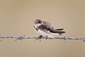Images Dated 12th July 2008: Sand Martin - perched on barbed wire