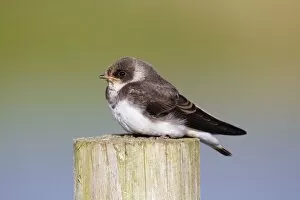 Images Dated 22nd July 2010: Sand Martin - on a post