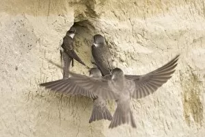 Nest Building Gallery: Sand Martin - rival pair try to take occupied nest site